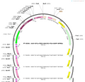 AAV-EF1a-fDIO-GtACR2-P2A-EGFP-WPRE-hGH polyA