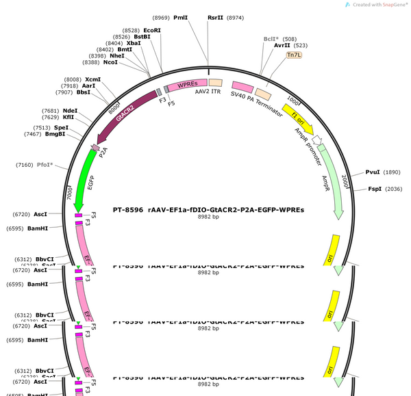 AAV-EF1a-fDIO-GtACR2-P2A-EGFP-WPRE-hGH polyA