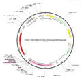 pAAV-CaMKIIα-M13- TEV-C-P2A-tdTomato