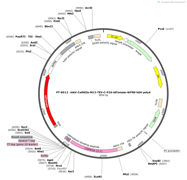 pAAV-CaMKIIα-M13- TEV-C-P2A-tdTomato