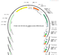 AAV-CMV-DIO-(U6)-shRNA(scramble)-WPRE-hGH polyA
