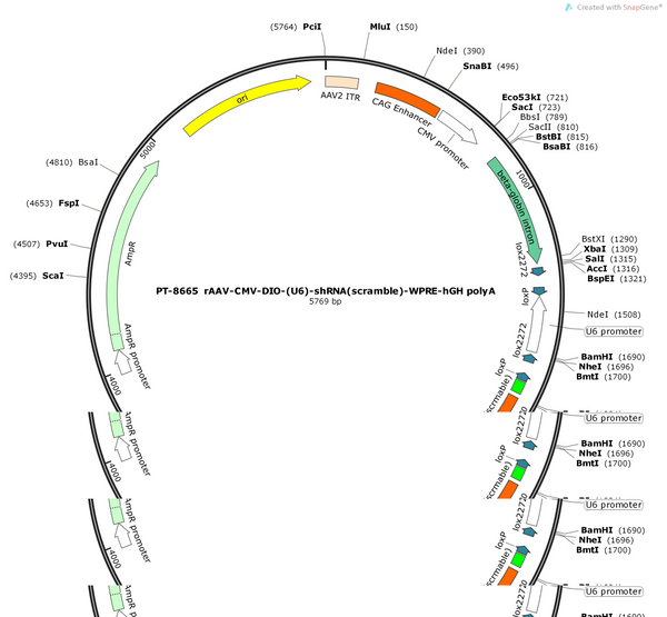 AAV-CMV-DIO-(U6)-shRNA(scramble)-WPRE-hGH polyA