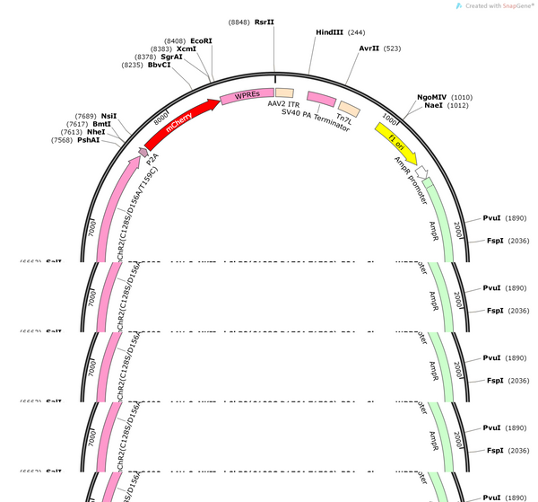 AAV-CaMKIIα-hChR2(C128S D156A T159C)-P2A-mCherry-WPREs