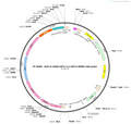 AAV-E-SARE-ERT2-Cre-ERT2-WPRE-hGH polyA