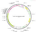 AAV-TPH2-jRGECO1a-WPREs