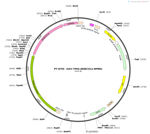 AAV-TPH2-jRGECO1a-WPREs