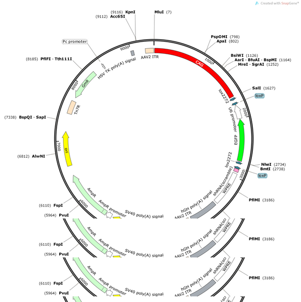 AAV-CAG-DIO-(EGFP-U6)-shRNA(scramble)-WPRE-hGH polyA