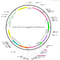AAV-EF1α-Con Fon-hChR2(H134R)-P2A-EYFP-WPRE-hGH polyA