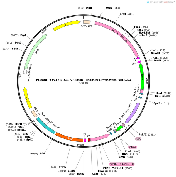 AAV-EF1α-Con Fon-hChR2(H134R)-P2A-EYFP-WPRE-hGH polyA