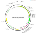 AAV-TPH2-DIO-EGFP-WPRE-hGH polyA