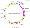 AAV-hSyn-rsChRmine-EYFP-WPREs