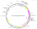 AAV-hSyn-DIO-rsChRmine-EYFP-WPRE-polyA