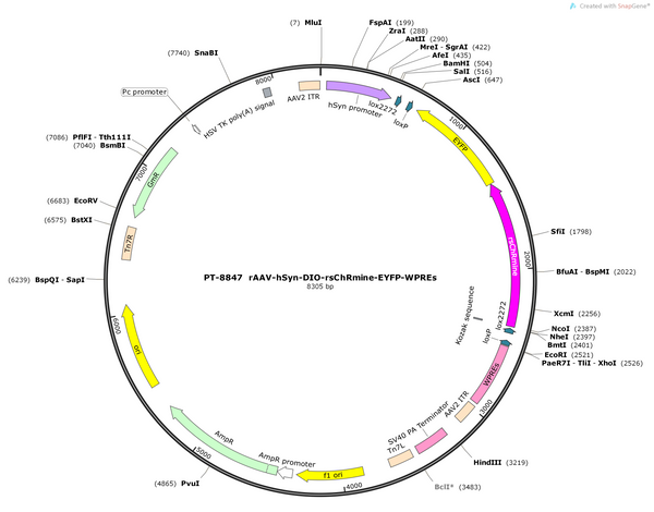 AAV-hSyn-DIO-rsChRmine-EYFP-WPRE-polyA