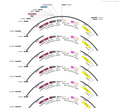 AAV-pCMV-DIO-TM-KA2-CaM-NES-TevN-AsLOV2-TEVseq-tTA