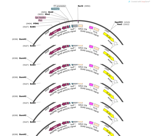 AAV-pCMV-DIO-TM-KA2-CaM-NES-TevN-AsLOV2-TEVseq-tTA