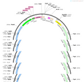 AAV-tie2-Cre-EGFP-3xmir122a-WPREs