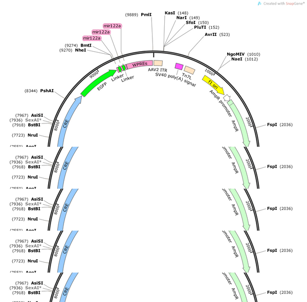 AAV-tie2-Cre-EGFP-3xmir122a-WPREs