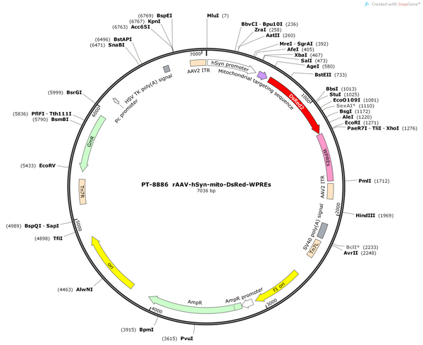 AAV-hSyn-mito-DsRed-WPREs