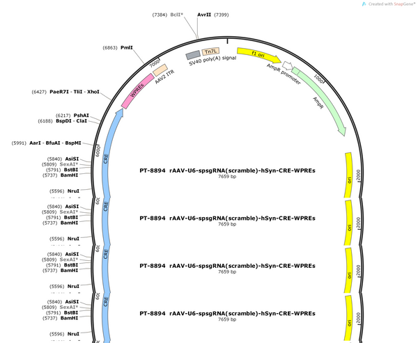AAV-U6-spsgRNA(scramble)-hsyn-Cre-WPRES