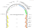 AAV-PRSx8-cre-P2A-EGFP-WPRE-hGH pA