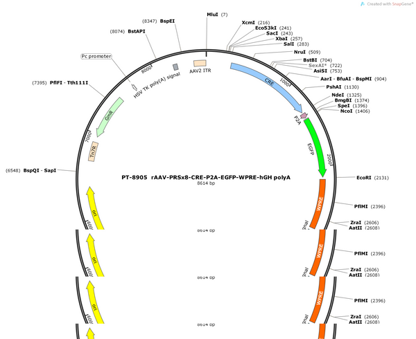 AAV-PRSx8-cre-P2A-EGFP-WPRE-hGH pA