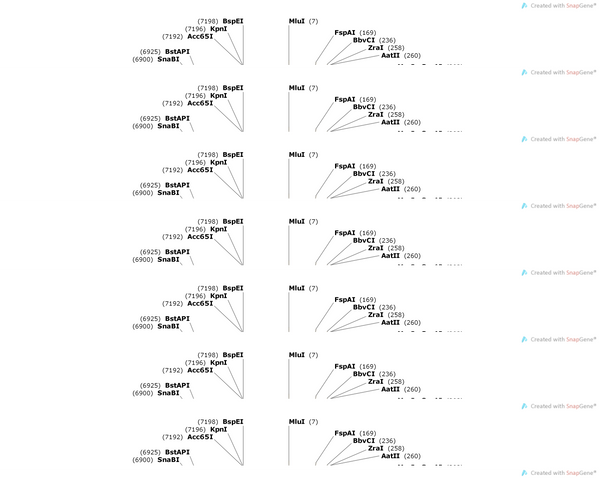 AAV-hSyn-SNCA(A53T)-P2A-EGFP-WPREs