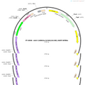 AAV-CaMKIIa-hChR2(H134R)-EGFP-WPRE-hGH polyA