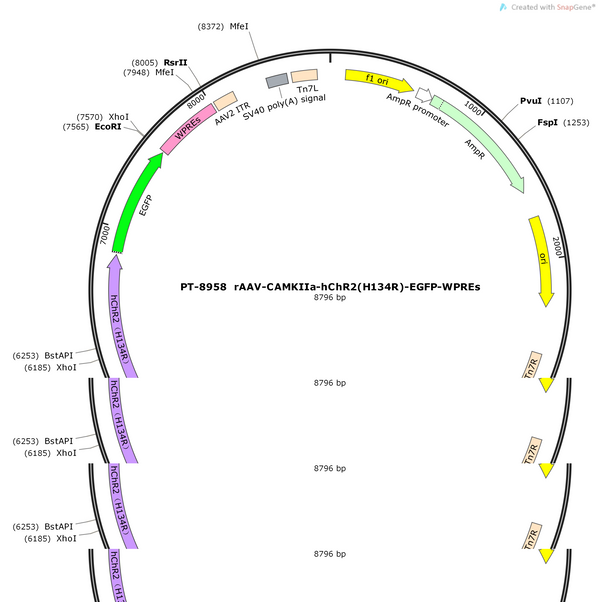 AAV-CaMKIIa-hChR2(H134R)-EGFP-WPRE-hGH polyA