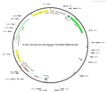 AAV-hSyn1(S)-FLEX-tdTomato-T2A-SypEGFP-WPRE-hGH polyA