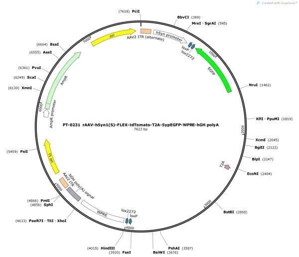AAV-hSyn1(S)-FLEX-tdTomato-T2A-SypEGFP-WPRE-hGH polyA