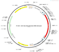 AAV-hSyn-DIO-pHTomato-WPRE-hGH polyA