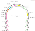 AAV-EF1α-RVG-WPRE-hGH polyA