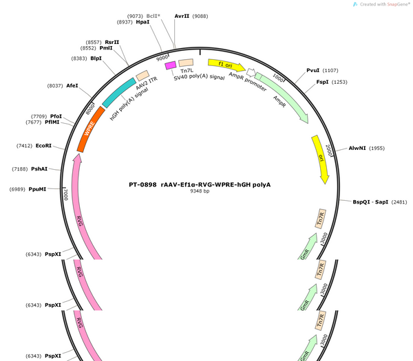AAV-EF1α-RVG-WPRE-hGH polyA
