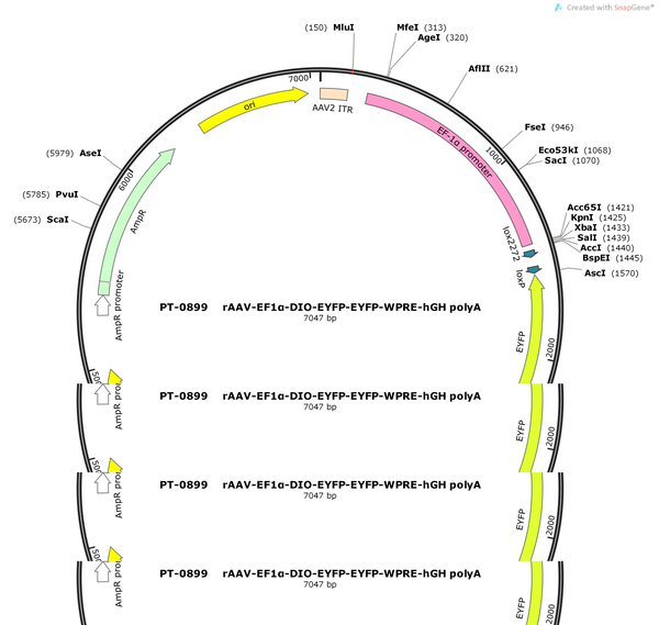 AAV-EF1α-DIO-EYFP-EYFP-WPREs