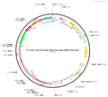 AAV-EF1a-DIO-H2B-EGFP-P2A-optiG(N2cG)-WPRE-hGH polyA