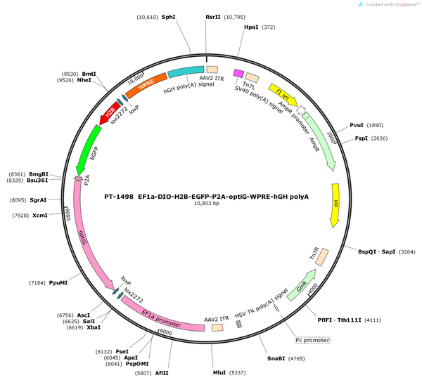 AAV-EF1a-DIO-H2B-EGFP-P2A-optiG(N2cG)-WPRE-hGH polyA