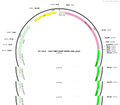 AAV-MBP-EGFP-WPRE-hGH polyA
