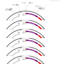 AAV-GFAP(681)-mCherry-WPRE-hGH polyA