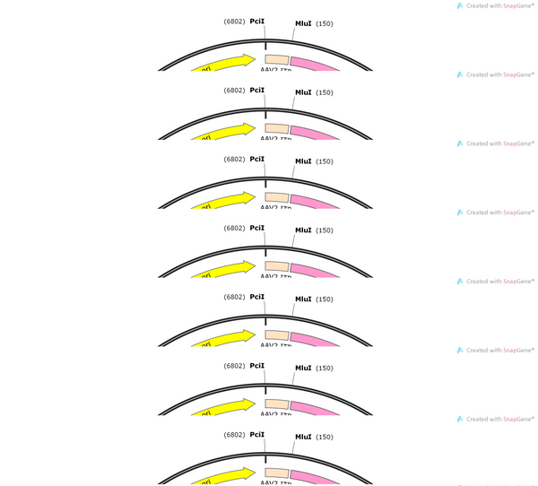 AAV-MBP-tdToamto-WPRE-hGH polyA