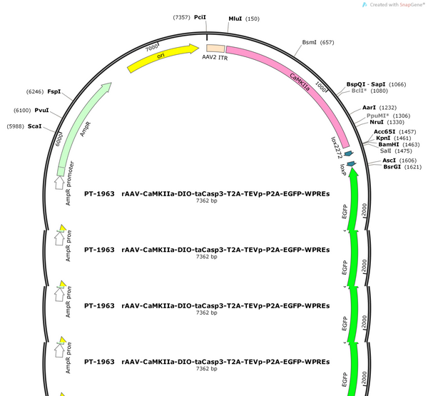 AAV-CaMKIIa-DIO-taCasp3-T2A-TEVp-P2A-EGFP-WPREs
