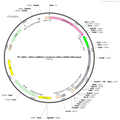 AAV-CaMKIIa-circ(control)-nEF1a-EGFP-hGH polyA