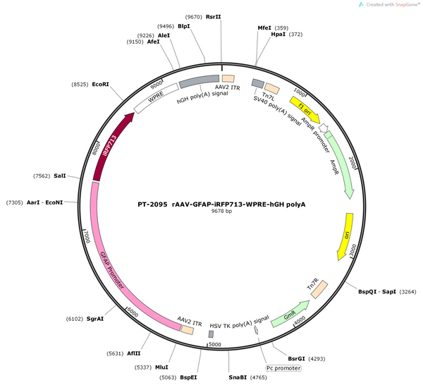 AAV-GFAP-iRFP713-WPRE-hGH polyA