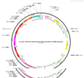 AAV-EF1a-DIO-taCasp3-TEVp-P2A-mCherry-WPRE-hGH polyA