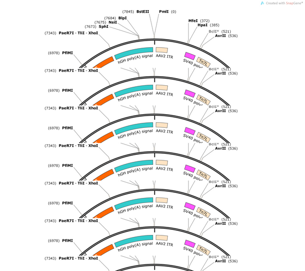 AAV-hSyn-mito-cpYFP-WPRE-hGH polyA