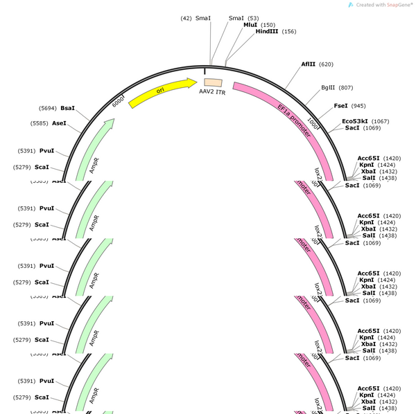 AAV-EF1a-DIO-hChR2(H134R)-P2A-emCherry-WPREs