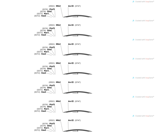 AAV-PV-hChR2(H134R)-EGFP-WPRE-hGH polyA