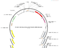 AAV-hSyn-mCherry-P2A-TVA(66T)-WPRE-hGH polyA