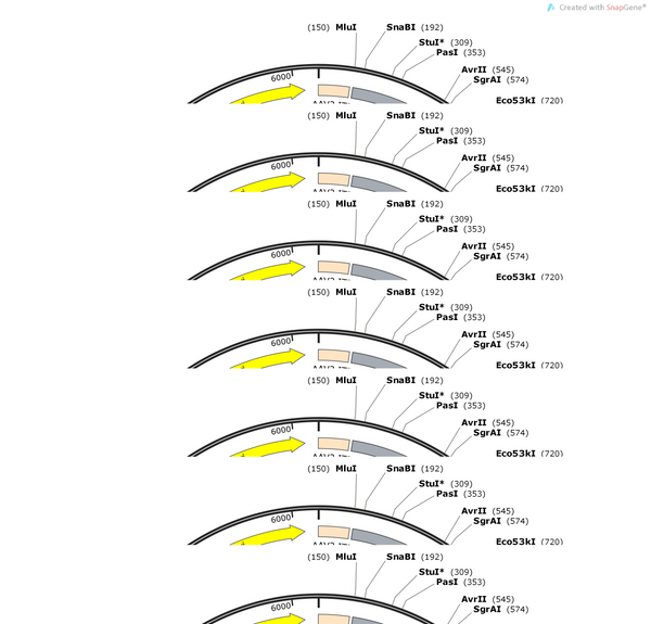 AAV-GfaABC1D-DIO-EGFP-WPRE-hGH polyA