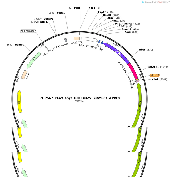 AAV-hSyn-fDIO-iCreV-GCaMP6s-WPREs