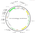 AAV-U6-shRNA(empty)-nEF1a-EGFP-SV40 polyA